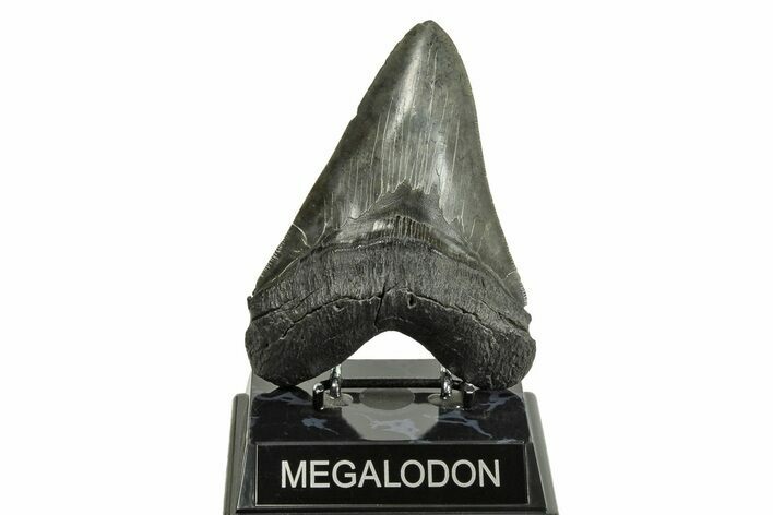 Serrated, Fossil Megalodon Tooth - South Carolina #254584